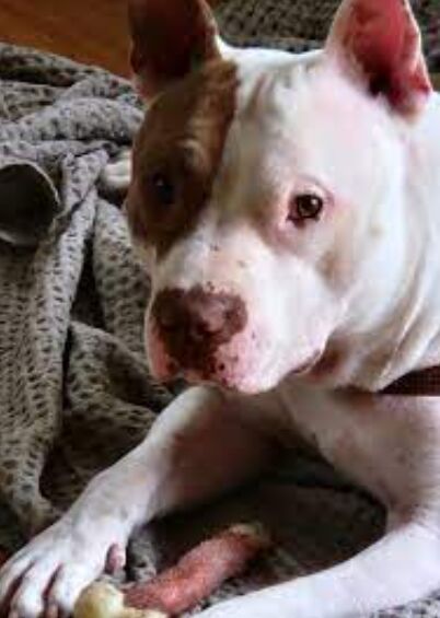 How to Create the Perfect Enrichment Environment for Your Pet Bird image